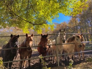 ノーサイドの馬たち